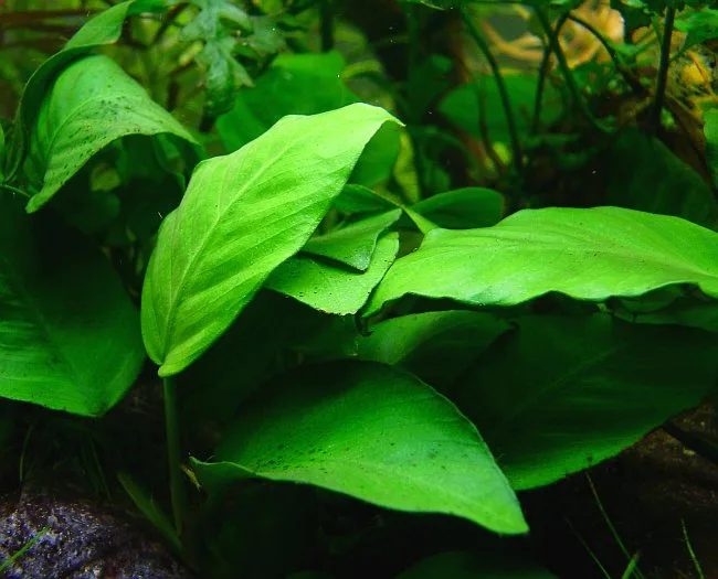Anubias barteri, planta de folha rígida e verde-escura usada em aquário