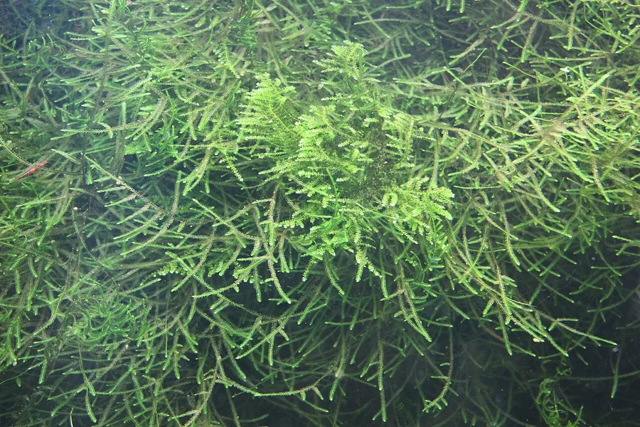 Musgo de Java formando tufos verdes em aquário