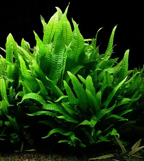 Samambaia de Java, Microsorum pteropus, com folhas longas e recortadas