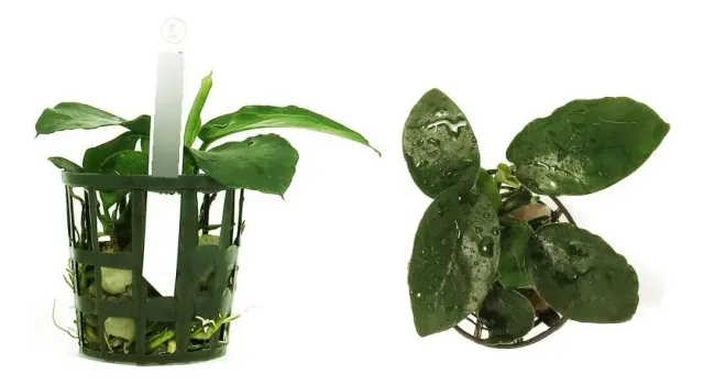 Aquário plantado sem CO2: anúbia, musgo e samambaia de Java