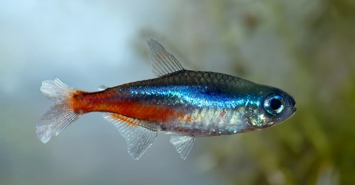 Neon tetra (Paracheirodon innesi) nadando em aquário plantado