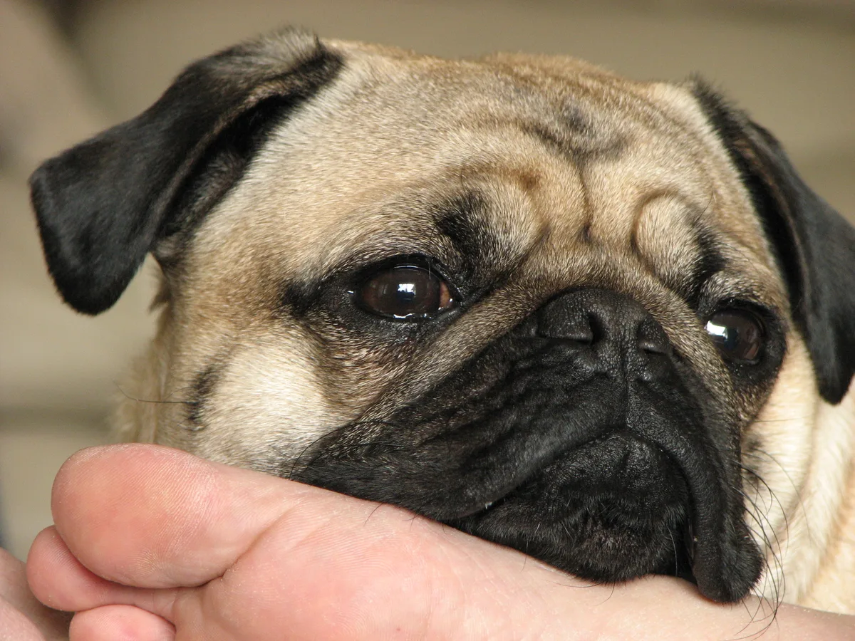 Close no rosto de um pug, mostrando o focinho achatado característico das raças braquicefálicas