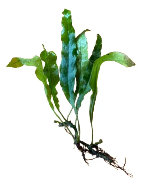 Samambaia de Java (Microsorum pteropus) para Low Tech