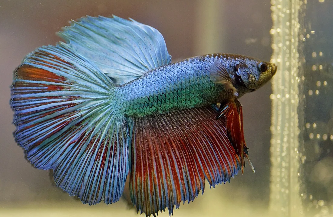 Macho de Betta splendens com as nadadeiras estendidas, mostrando a cauda longa e o corpo curto