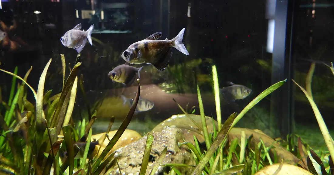 Cardume de tetras-negros nadando entre plantas num aquário