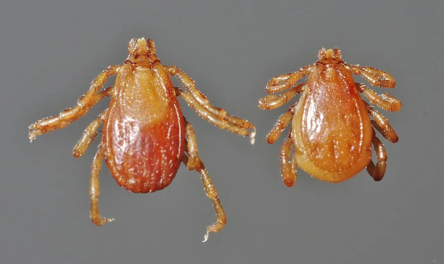Fêmea e macho do carrapato-marrom-do-cão, Rhipicephalus sanguineus, vistos de cima