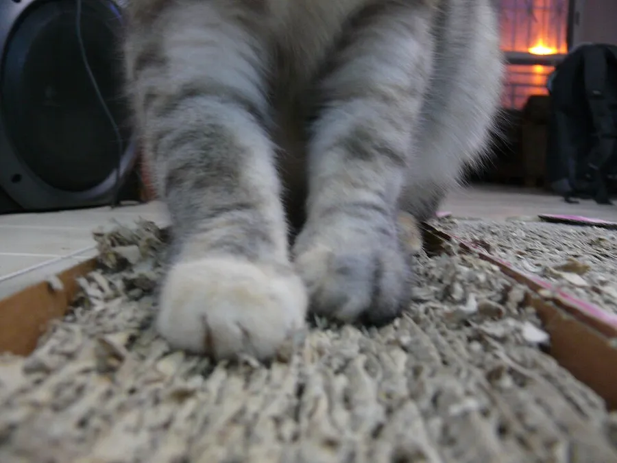 Patas de gato arranhando um arranhador horizontal de papelão ondulado